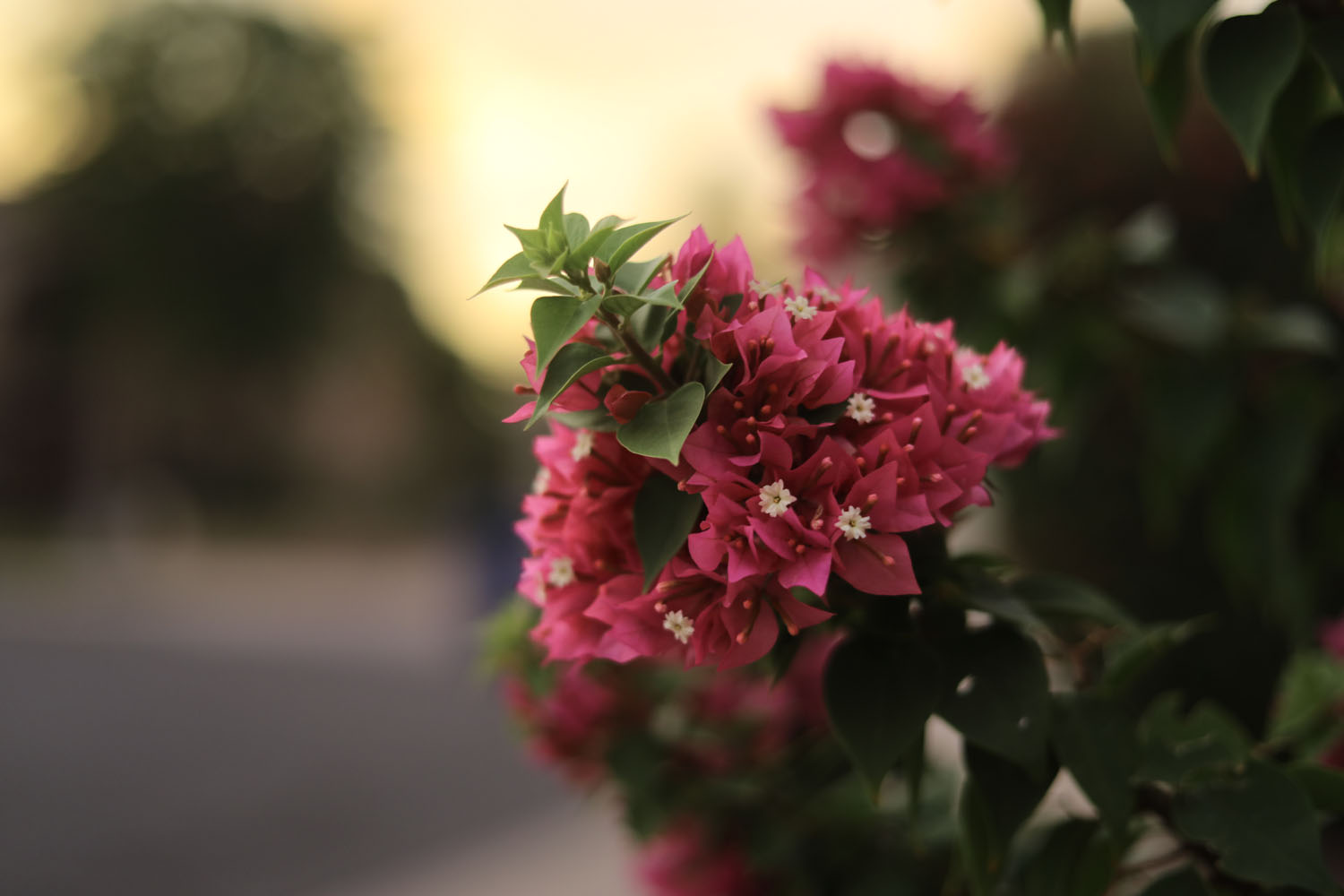 Flowers at sunset