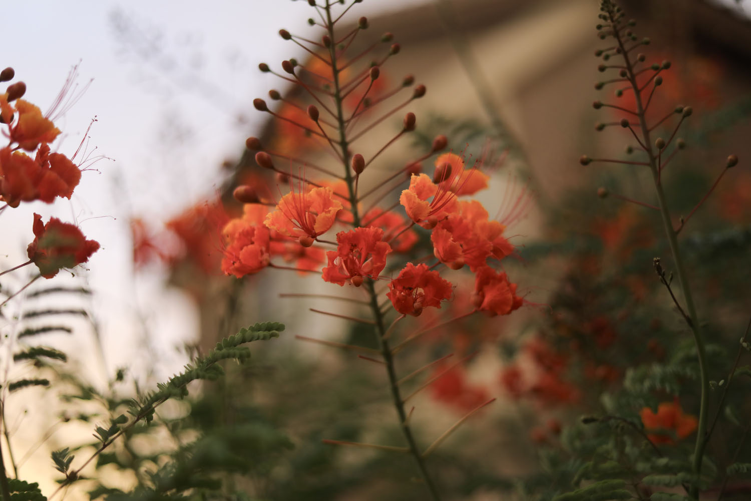 Orange flowers