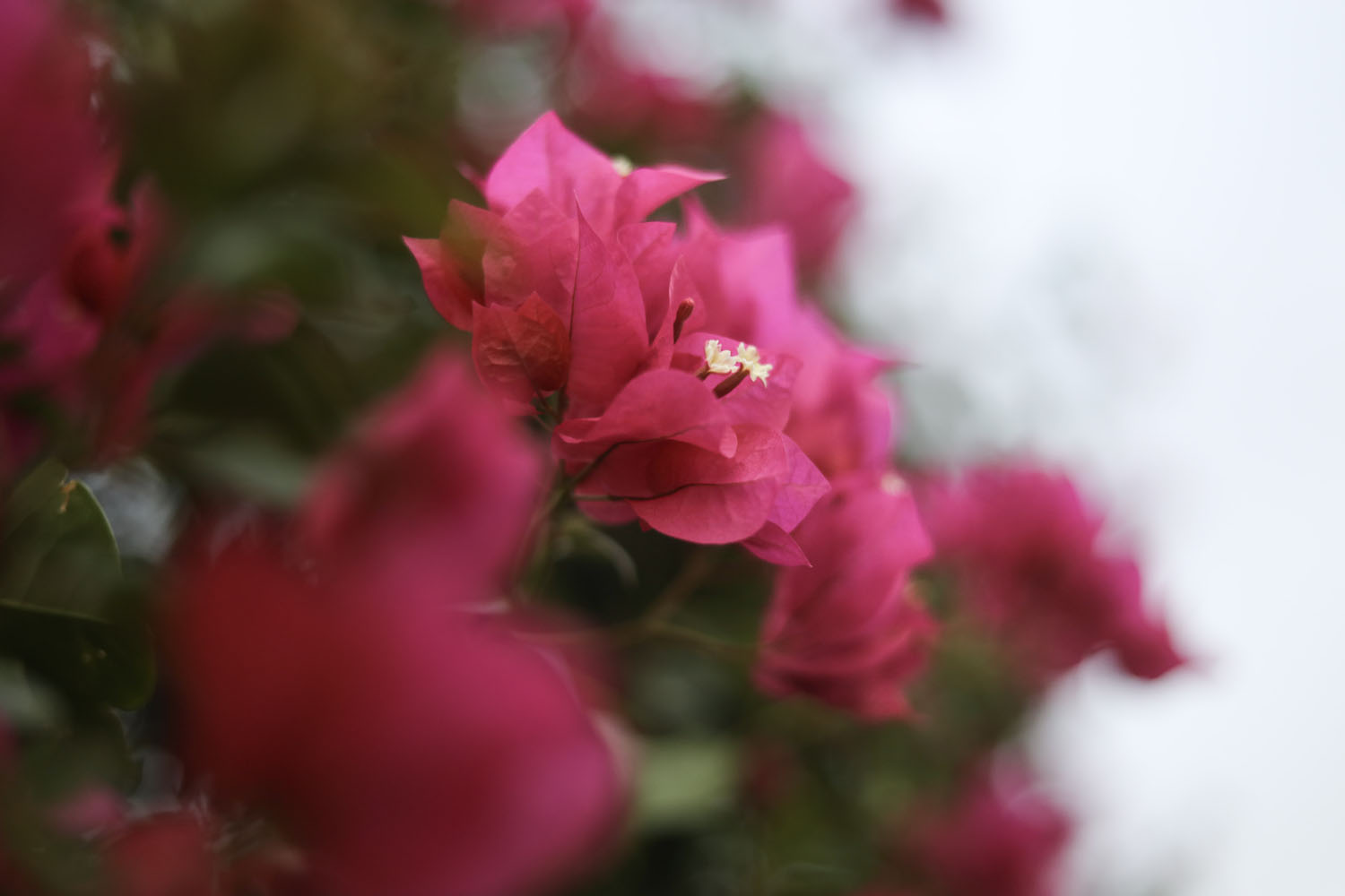 Pink flower at dusk