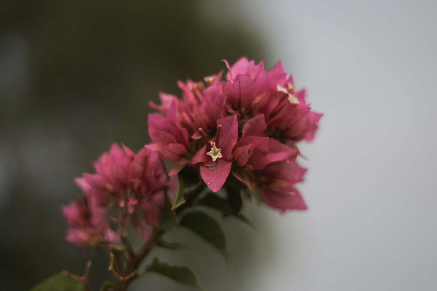 Small Flower in focus