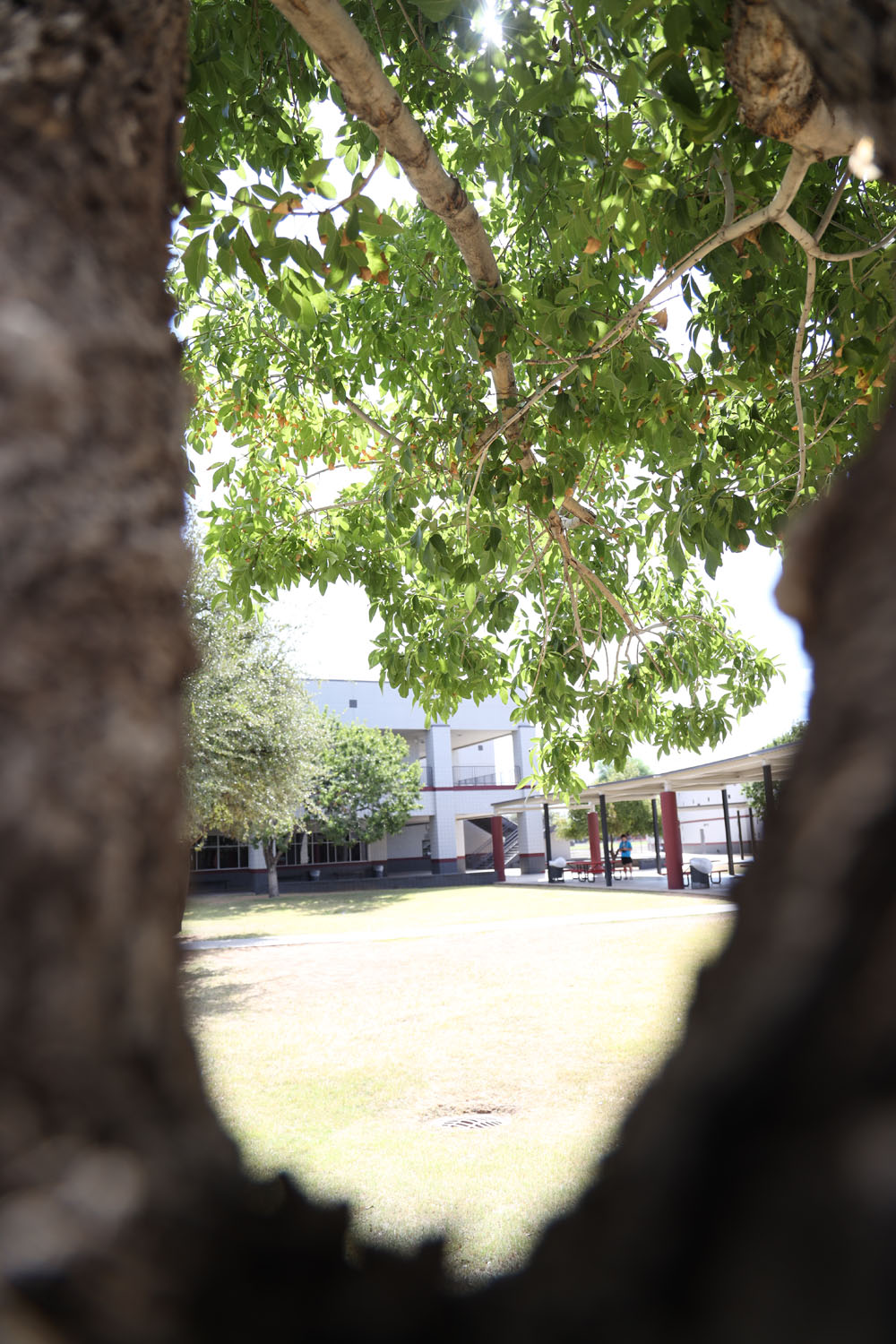 Looking between tree limbs in the courtyard