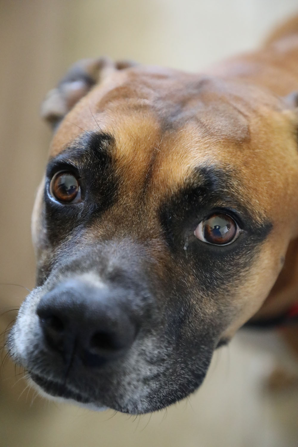 Dog looking up into the camera