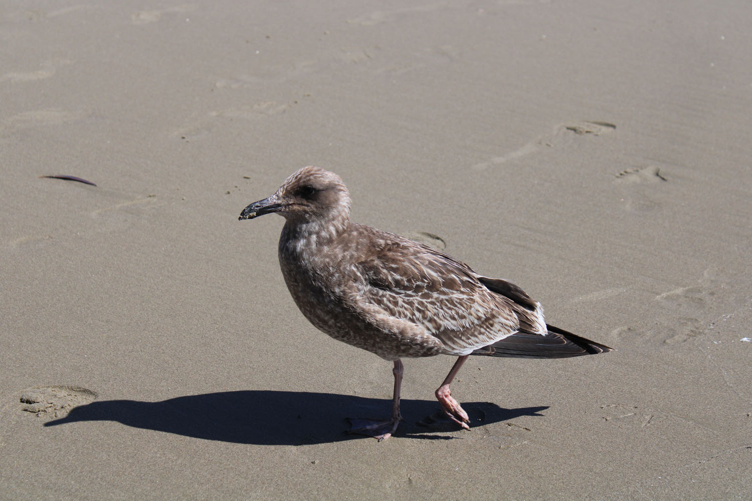 Bird on the beach standing in the sand