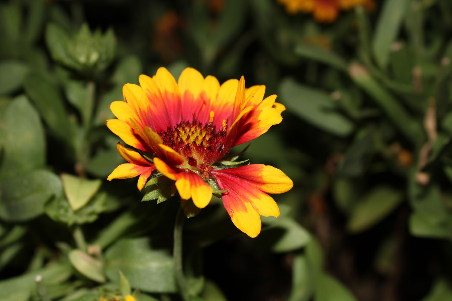 Bright flower in the sunshine