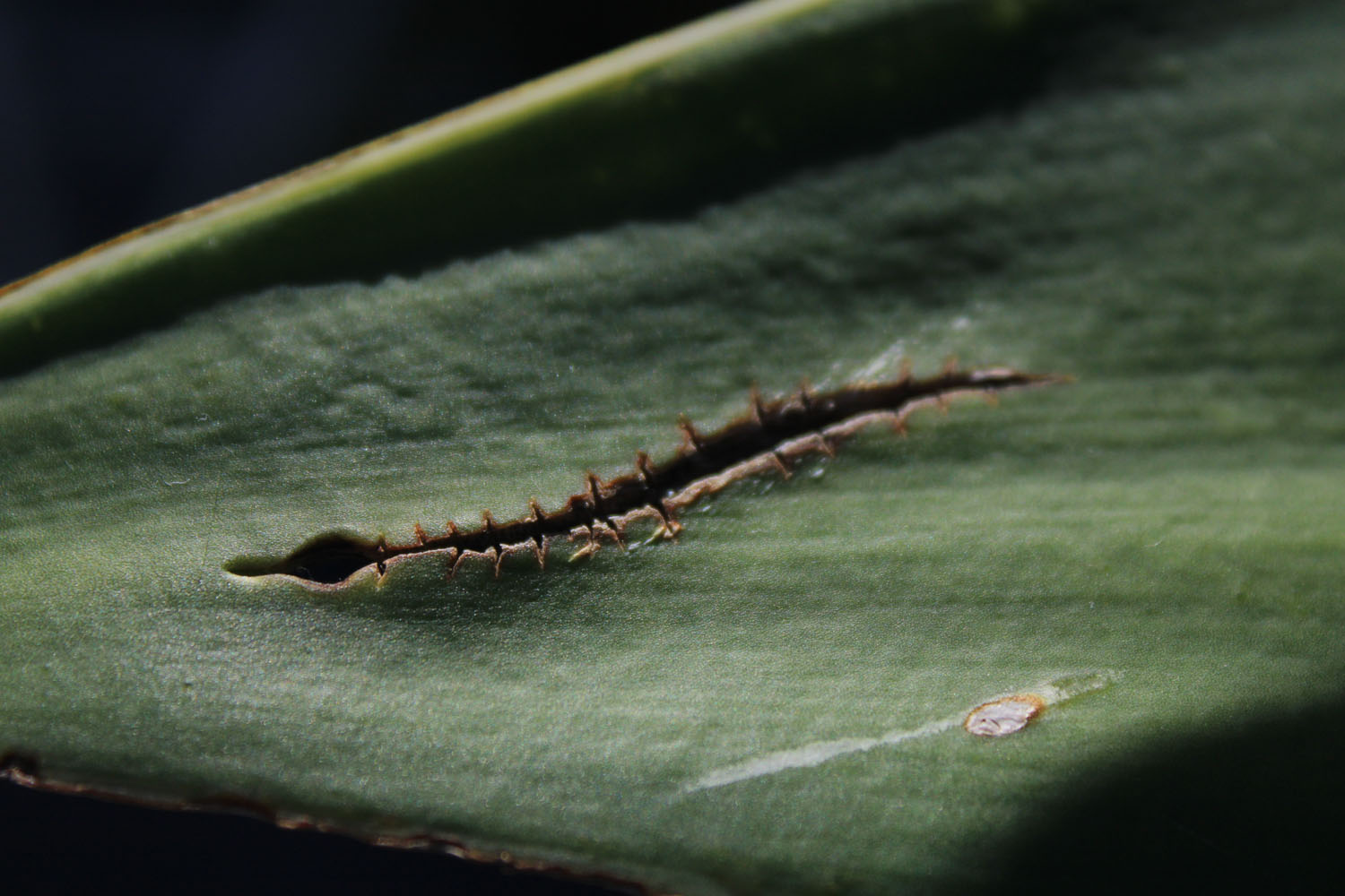 A cut in a cactus arm