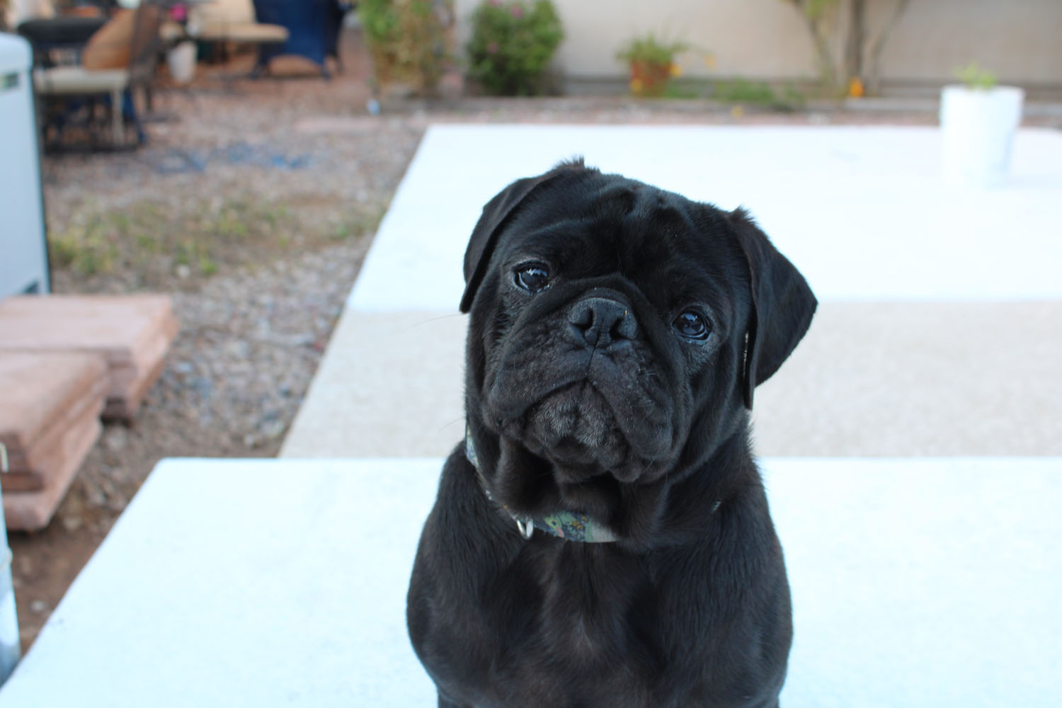 A cute dog looking straight into the camera