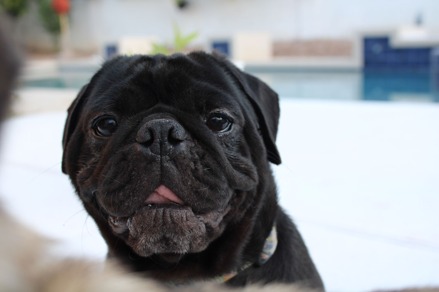 Dog licking his lips as he looks into the camera