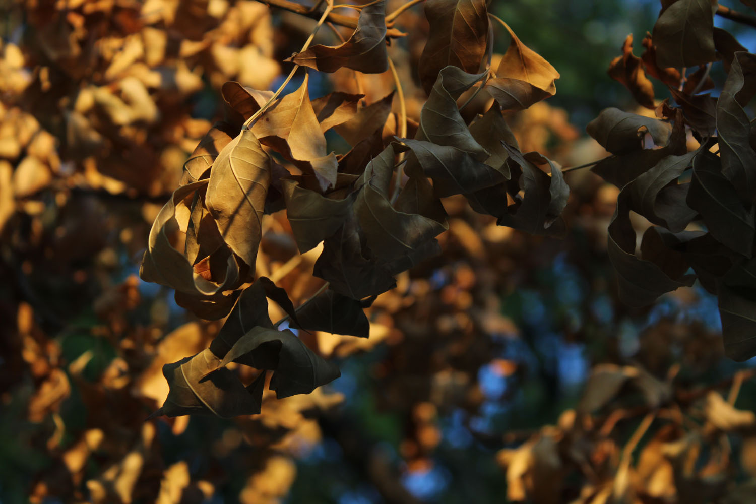 Leaves that are dead fading over time