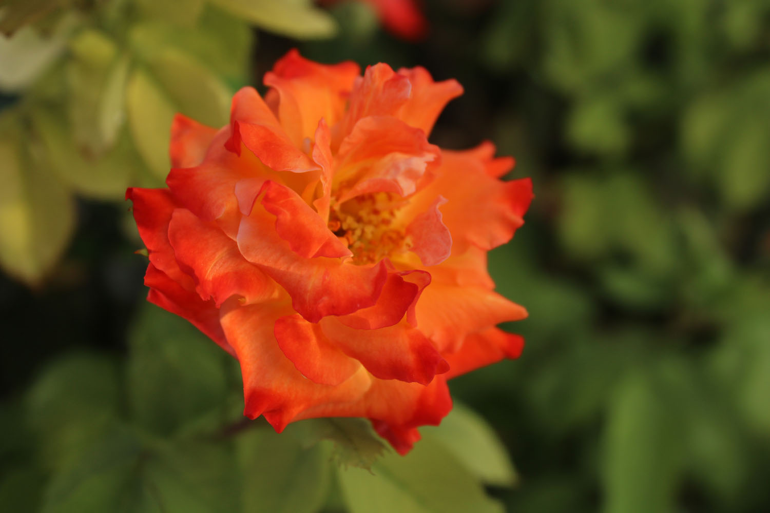 An orange flower in bloom