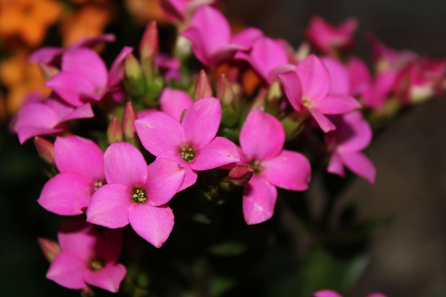 Pink flowers reaching up toward the sky