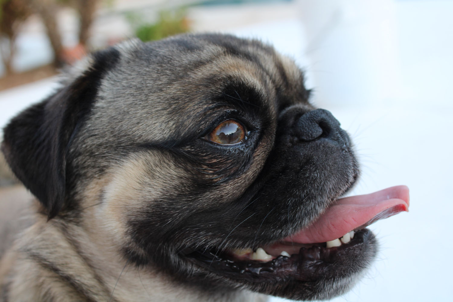 Profile of a cute dog with his tongue out