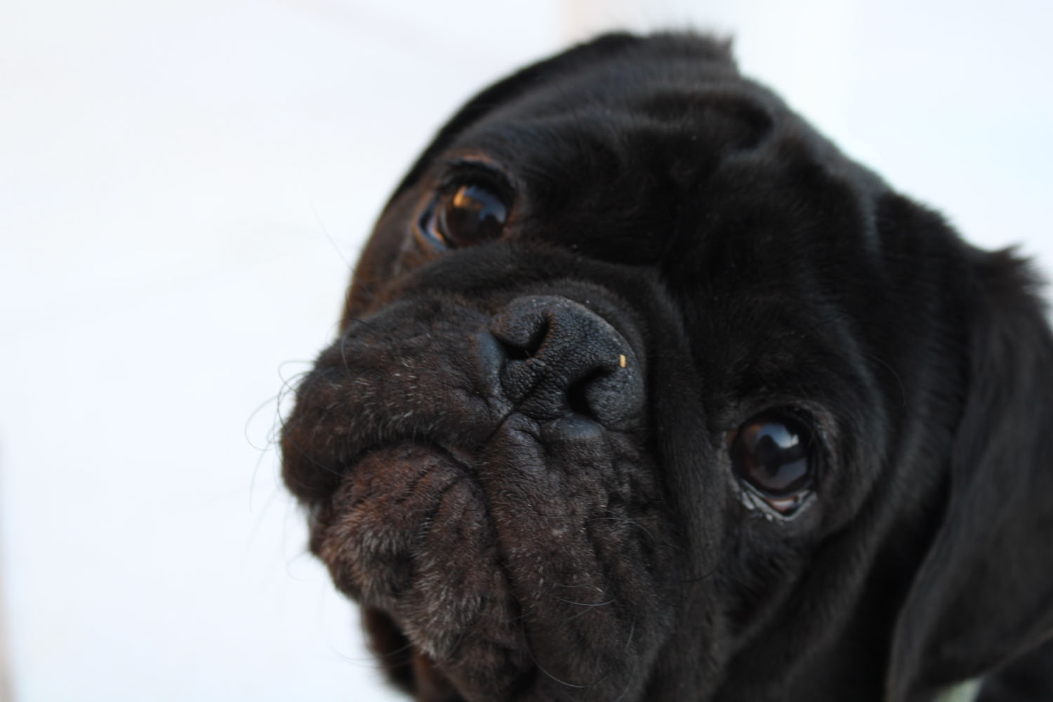 Puppy tilting his head as he looks into the camera