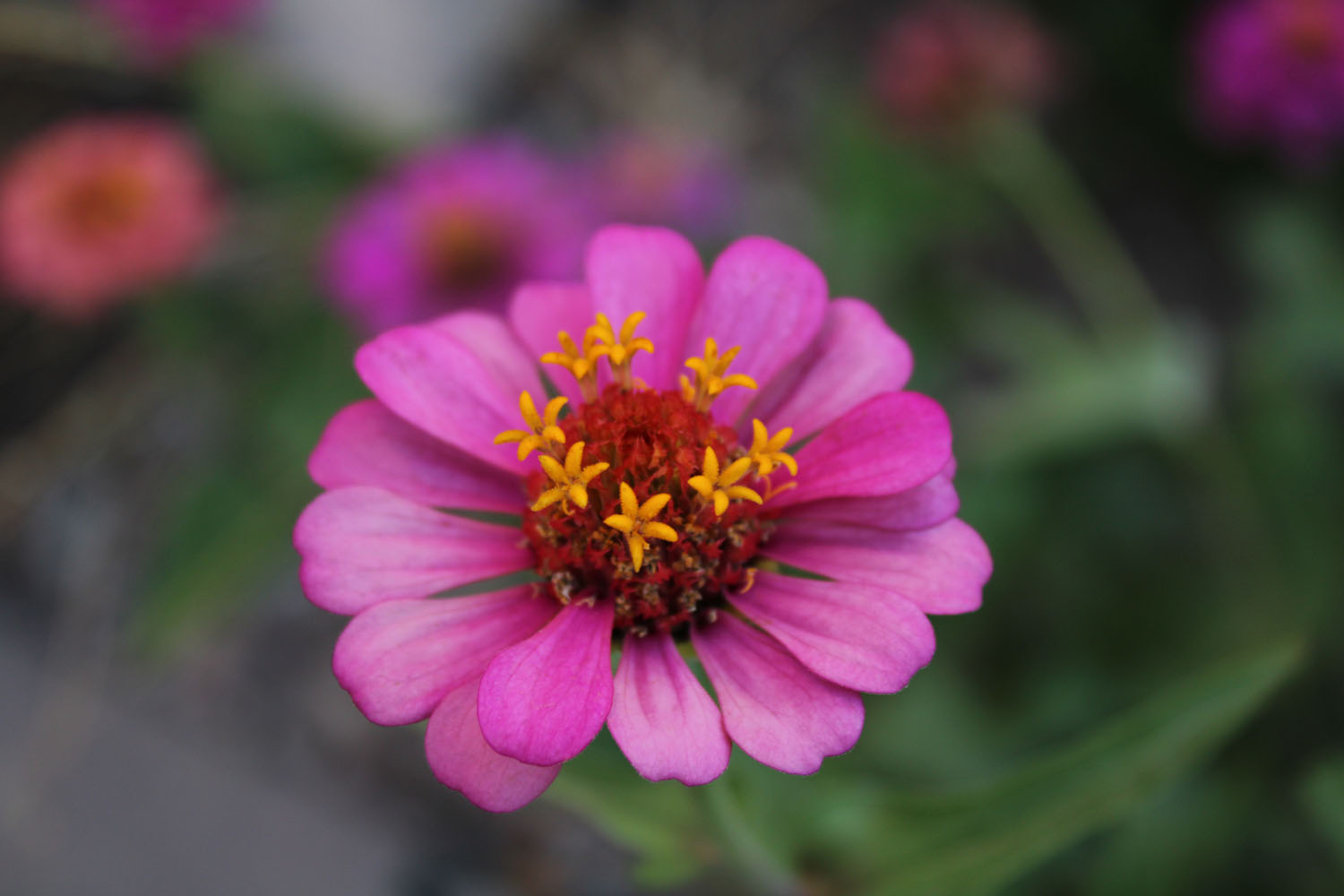 Purple flower