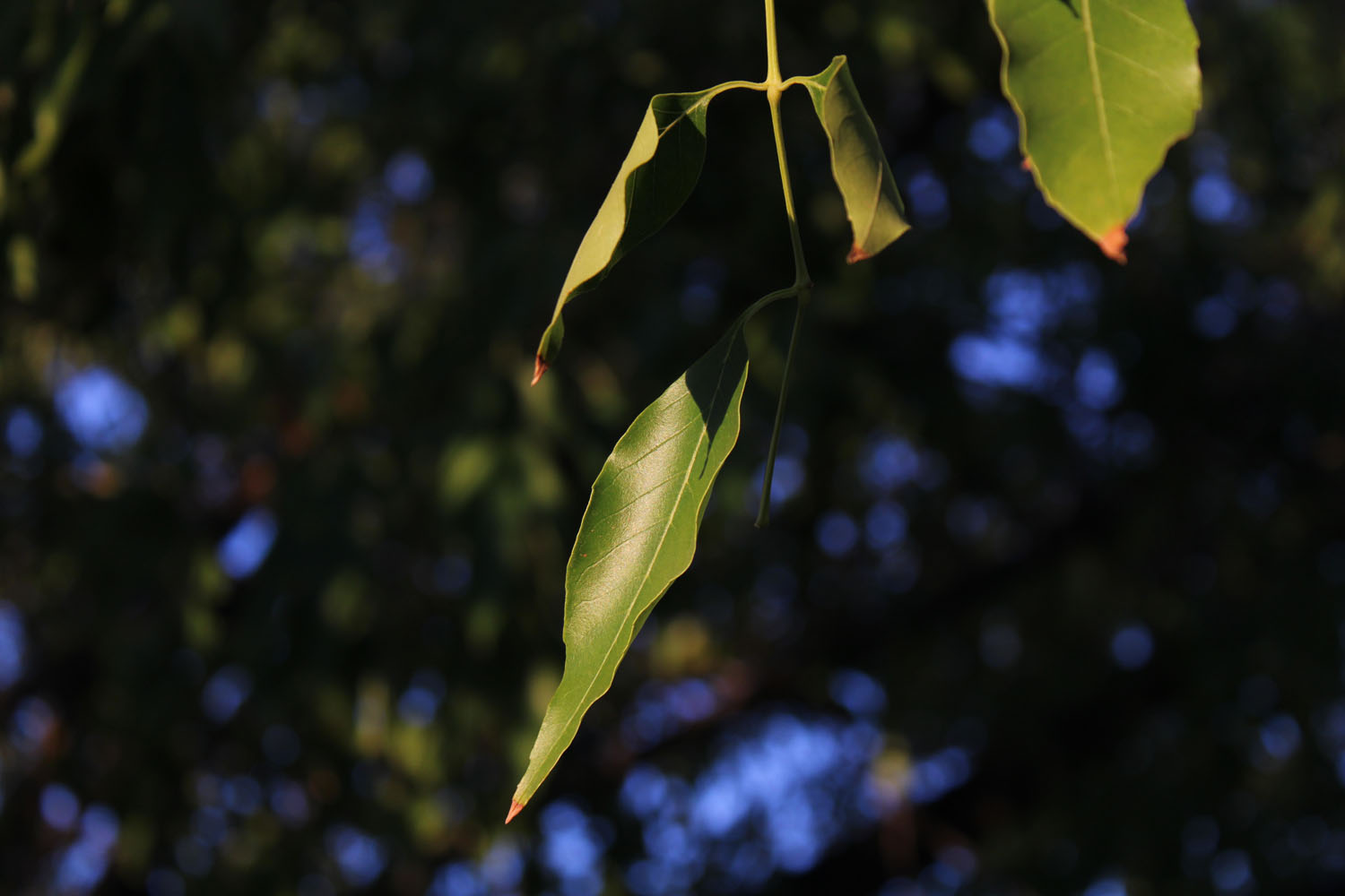 Leaf on tree in the sunshine