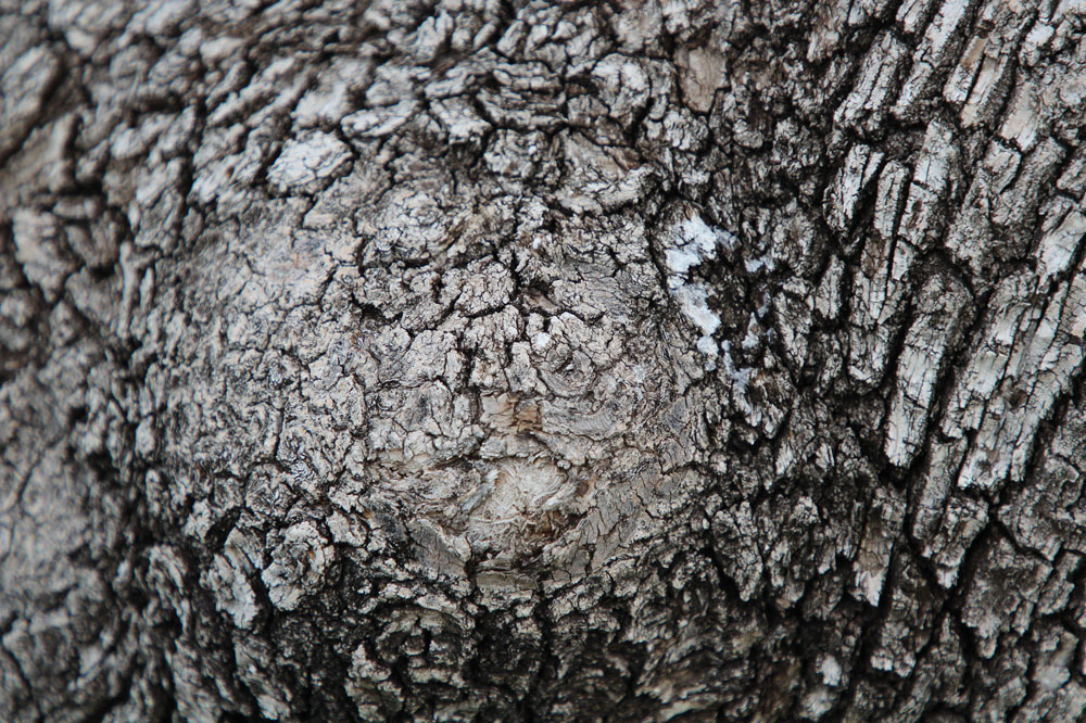 Bark on a tree