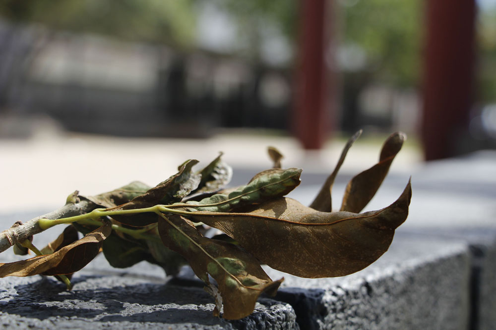 Branch on a Bench