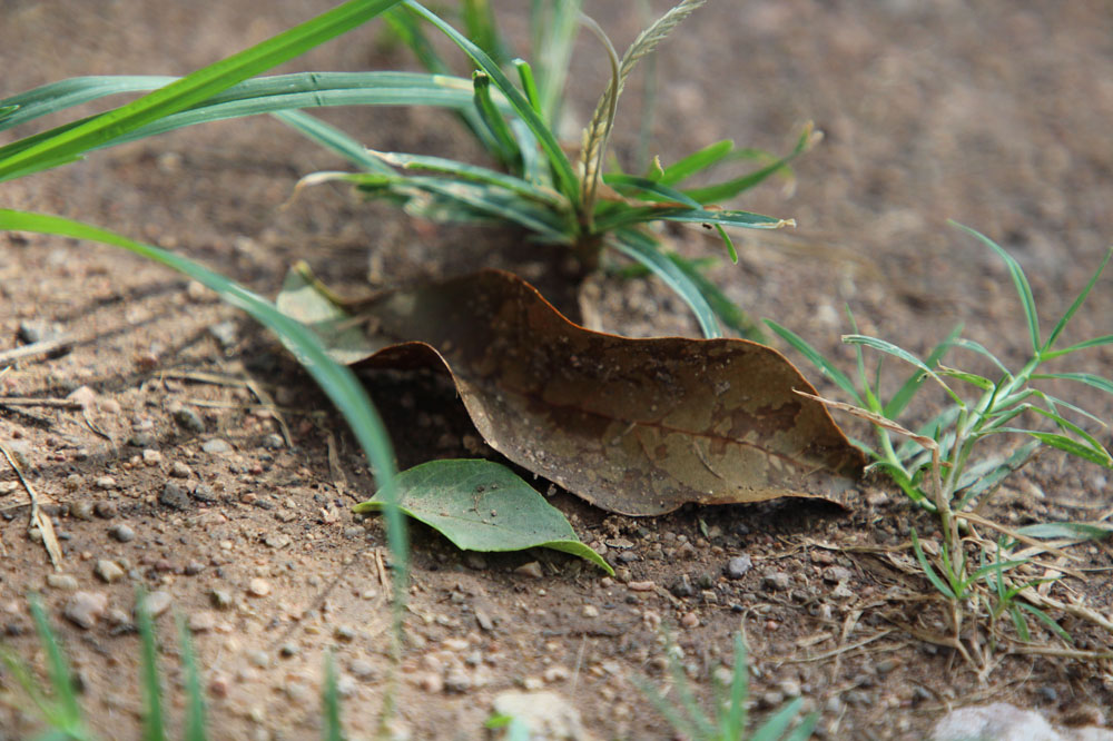 Dead Leaf on the Ground