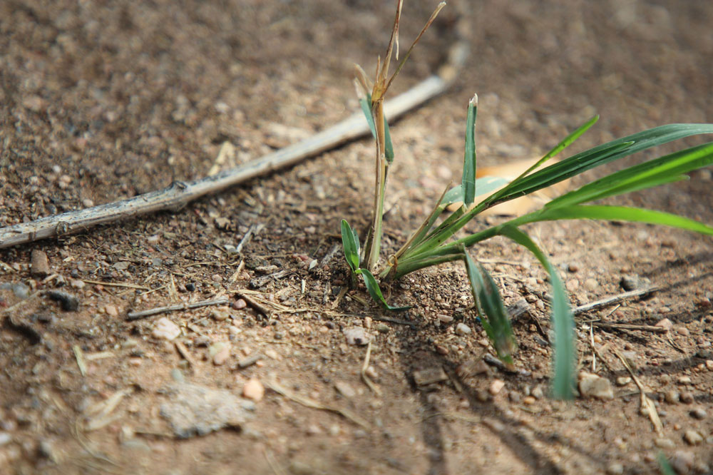 Grass growing in the courtyard