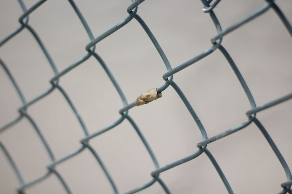 Gum on the Fence