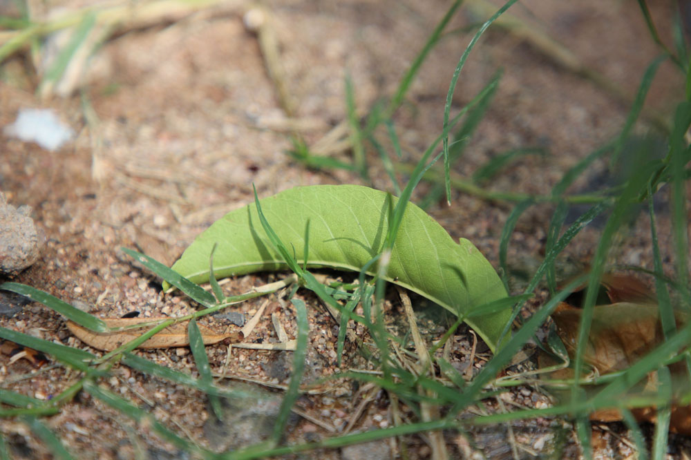 Leaf on the Ground