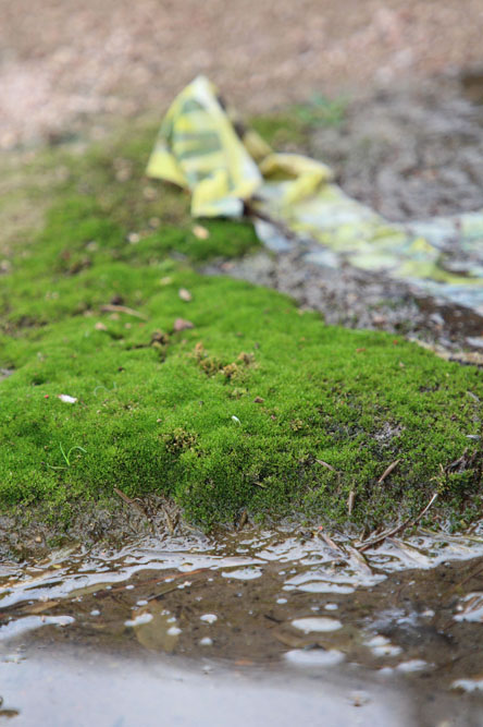 Moss on the ground