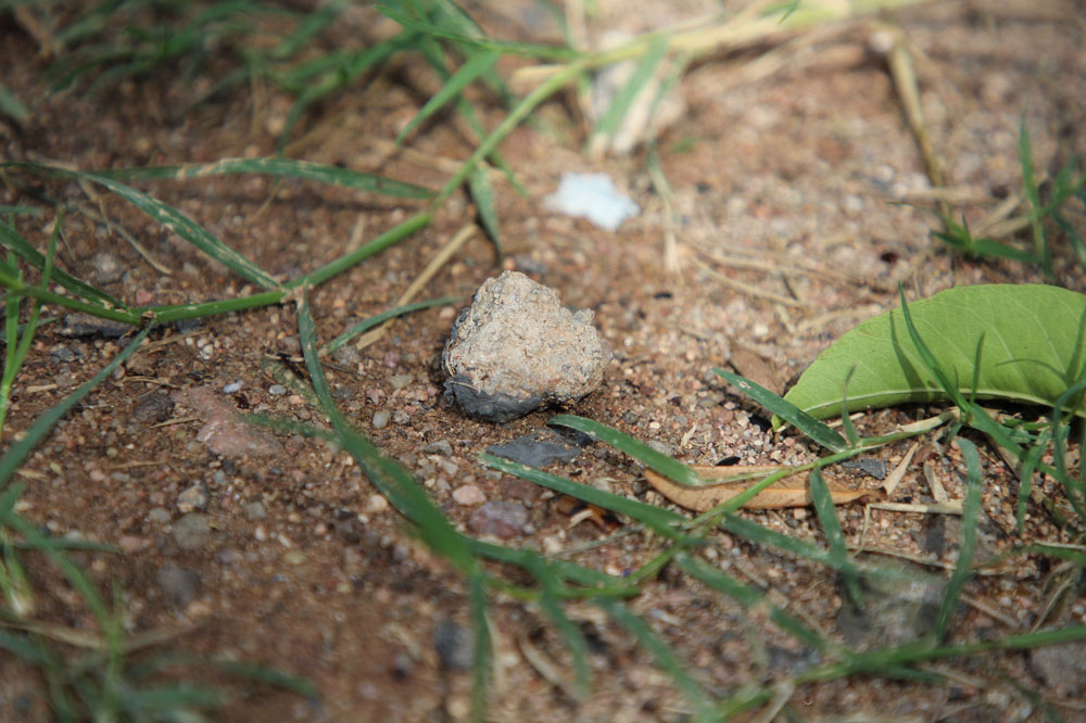 Small Pebble on the ground