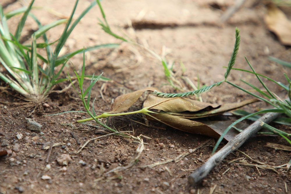 Small leaf on the ground