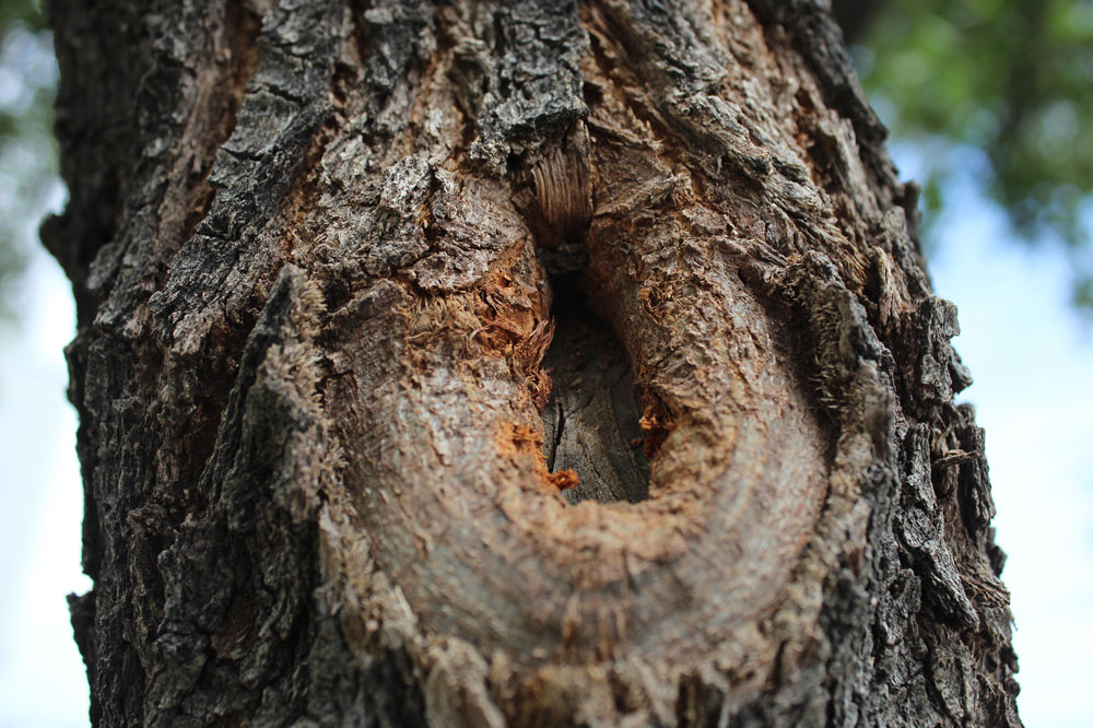 Tree knot