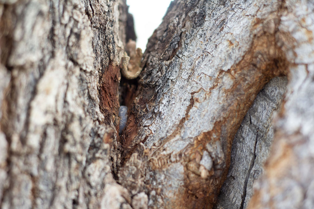 Tree Bark