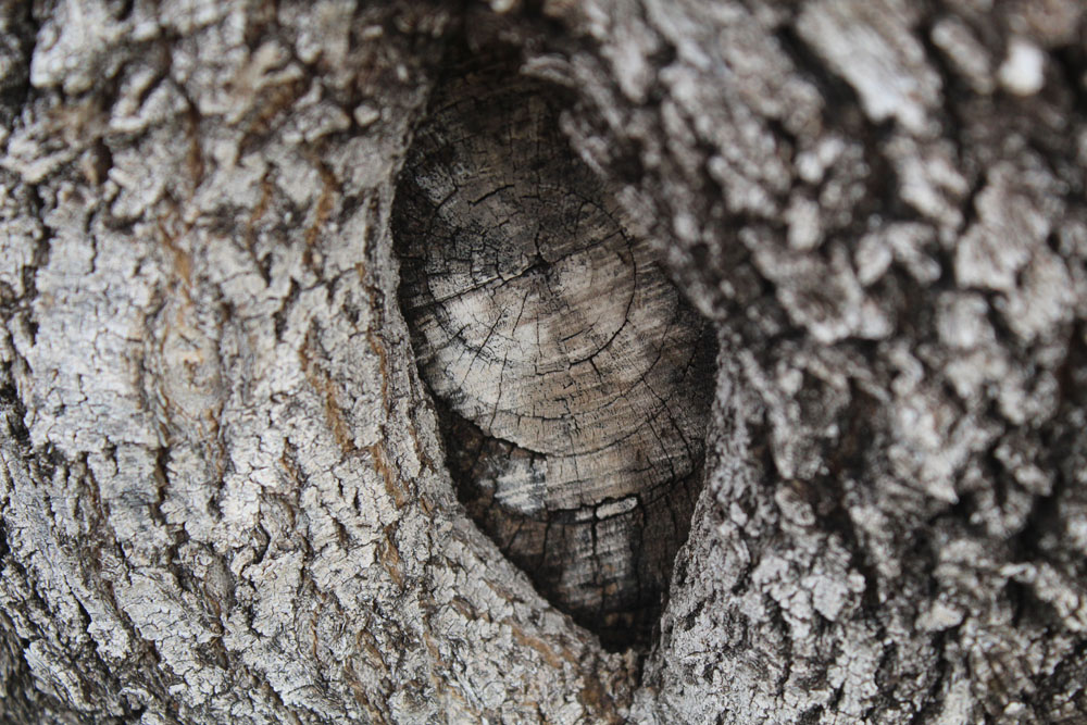 hole in tree