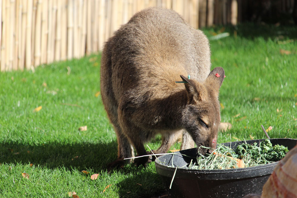 Wallaby Eating