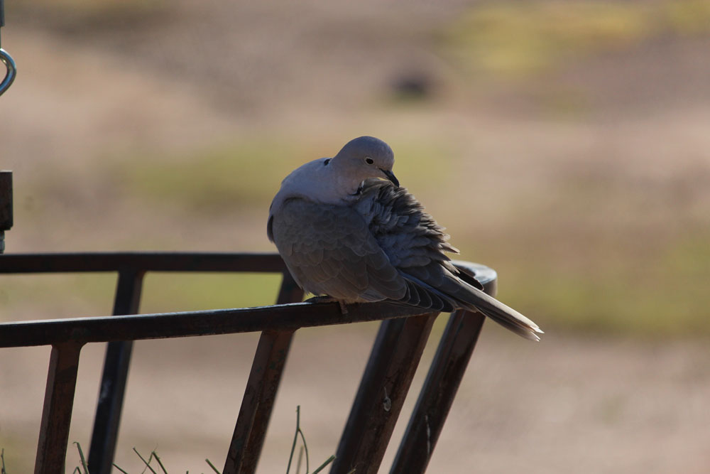 Pidgeon On Feeder