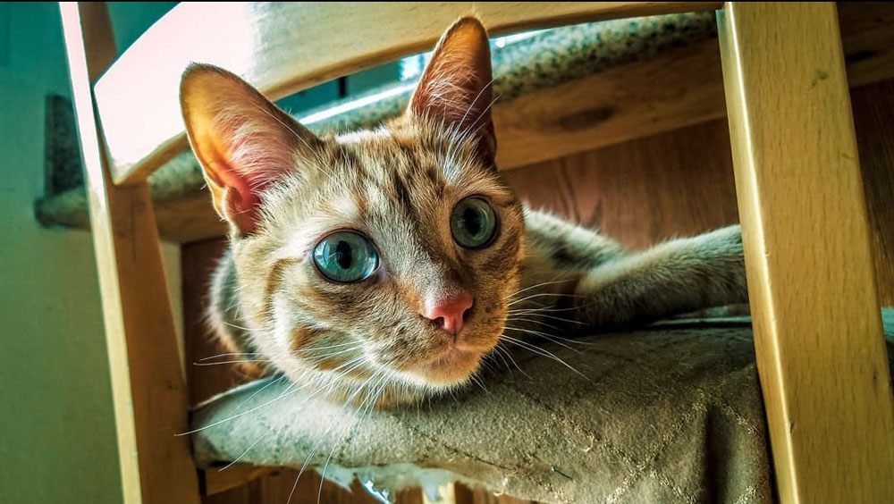 Cat On A Chair