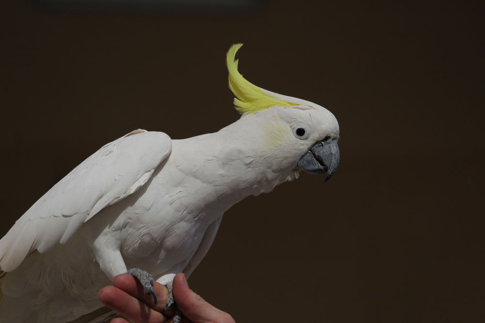 Cockatoo Looking Alert