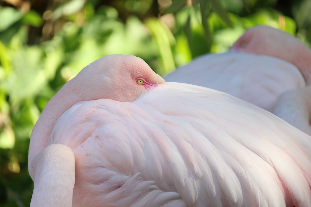 Flamingo Beak In Wings