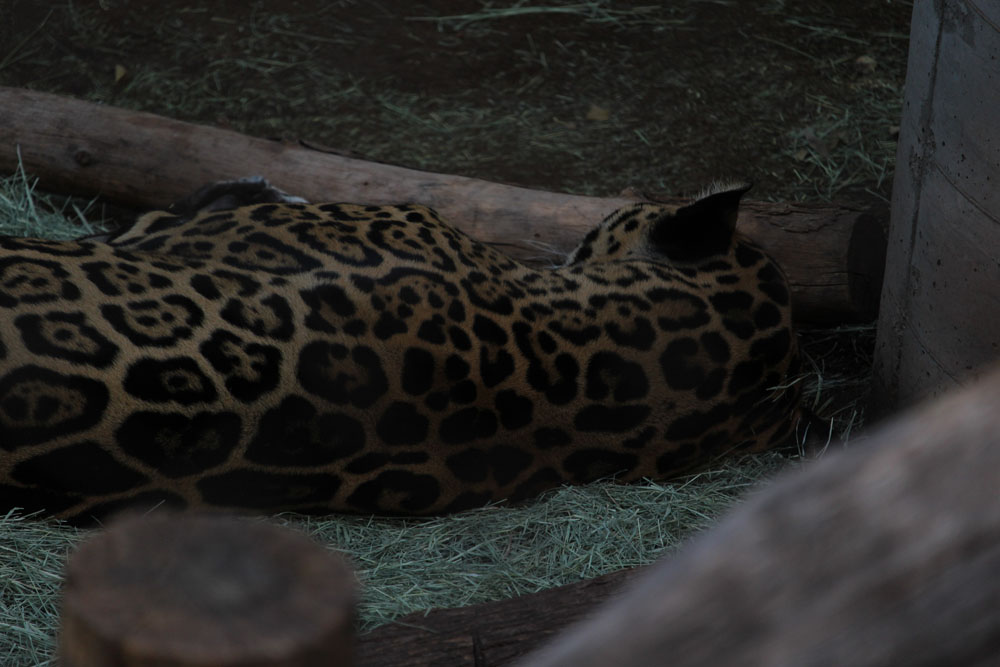 Jaguar Napping