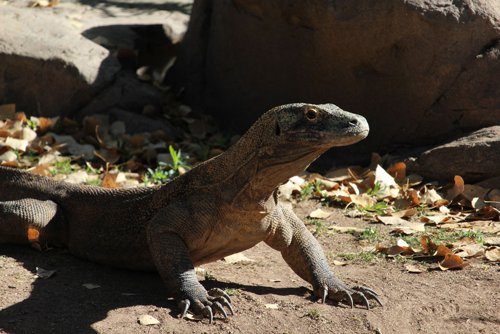 Komodo Dragon Standing