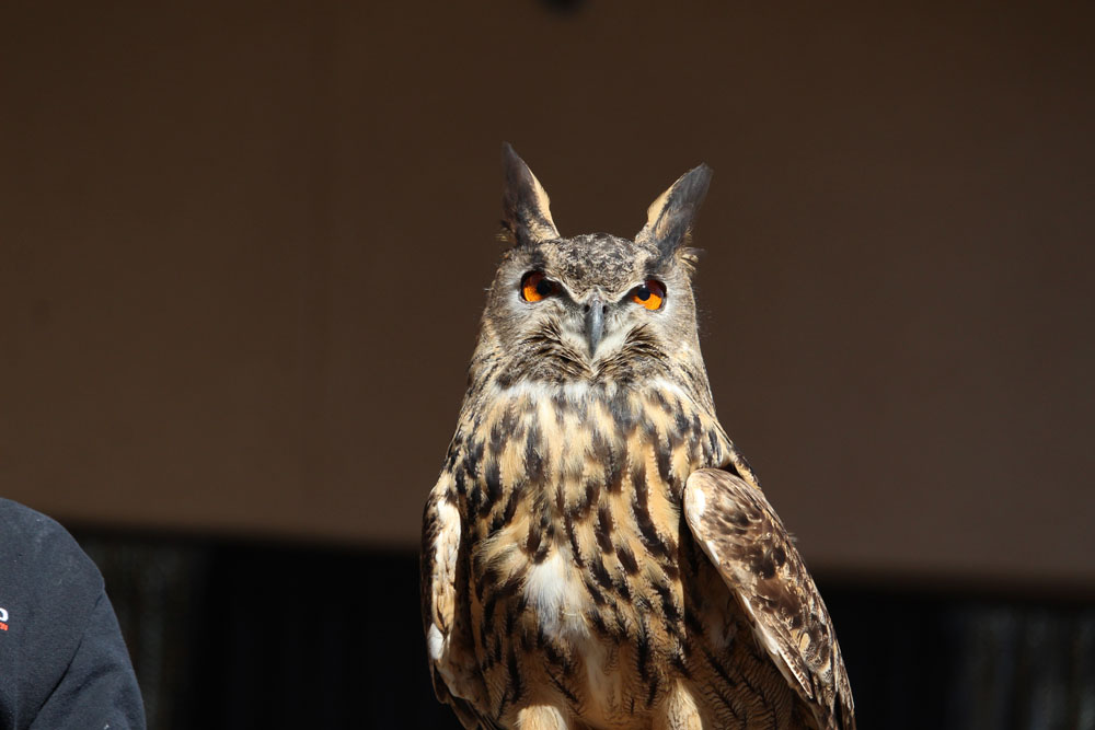 Owl With Bright Eyes