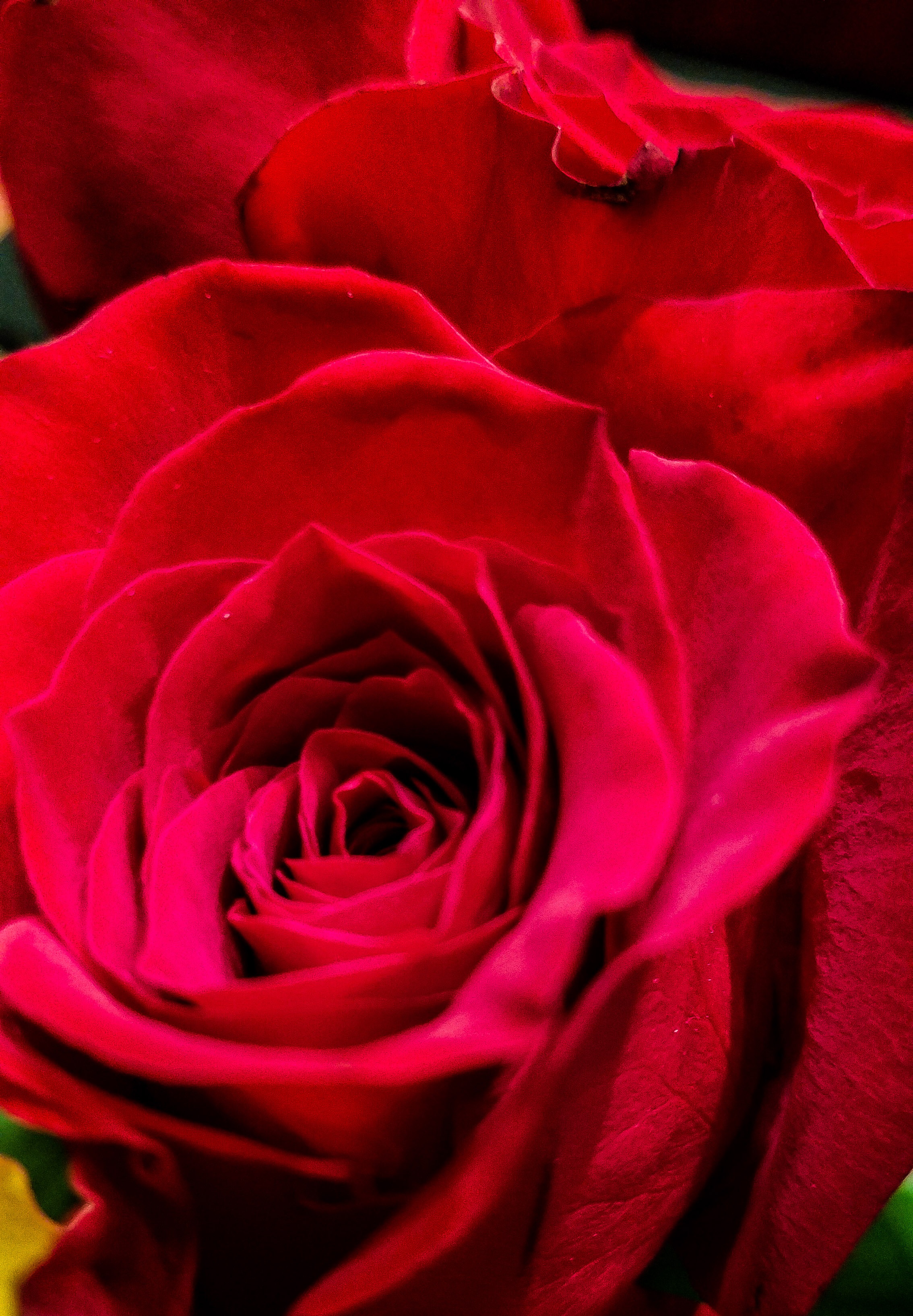 Bright Red Roses