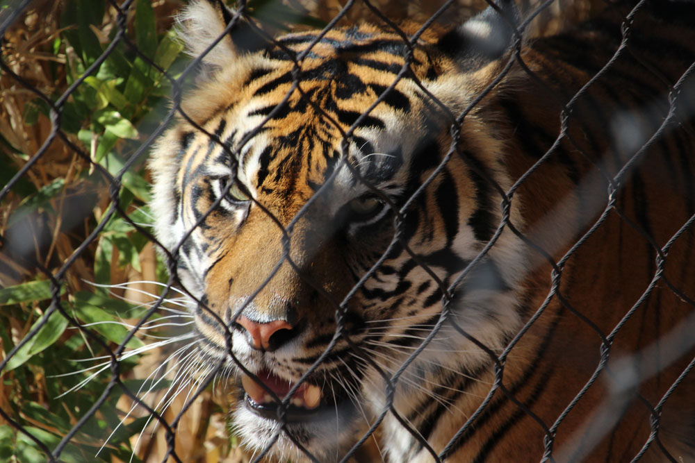 Tiger Behind Fence