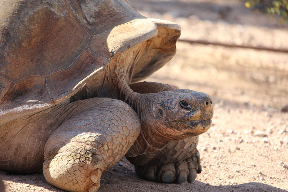 Tortise Staring