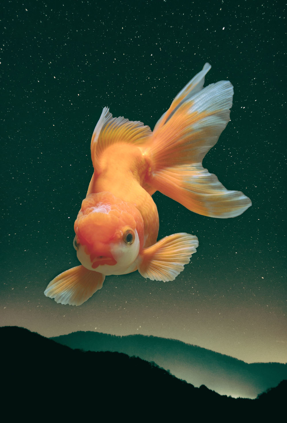 Fish in space