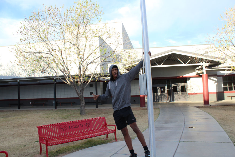 Jay on a pole