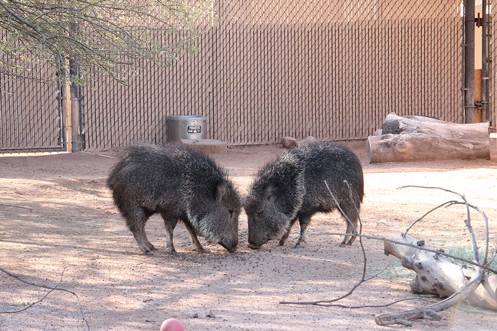 Javelina