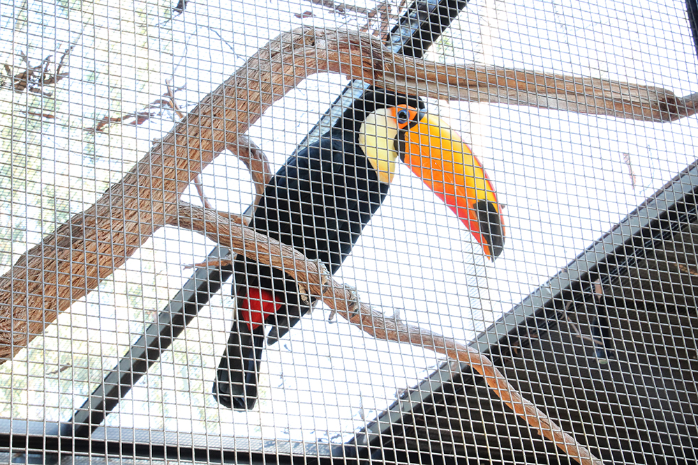 toucan