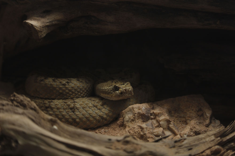 Snake at the Phoenix Zoo!