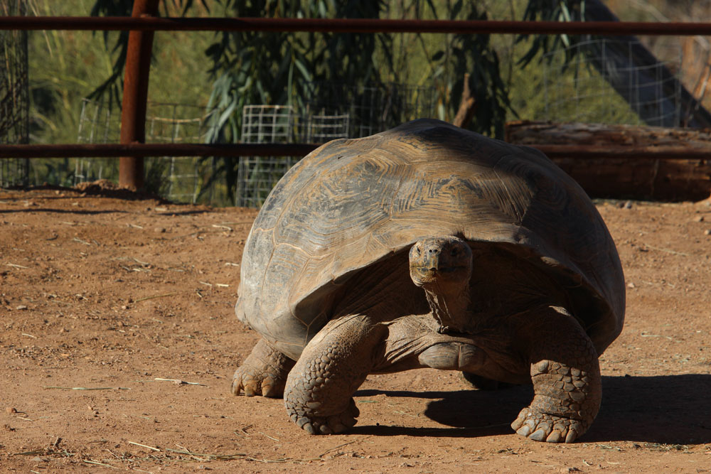 turtle at the zoo