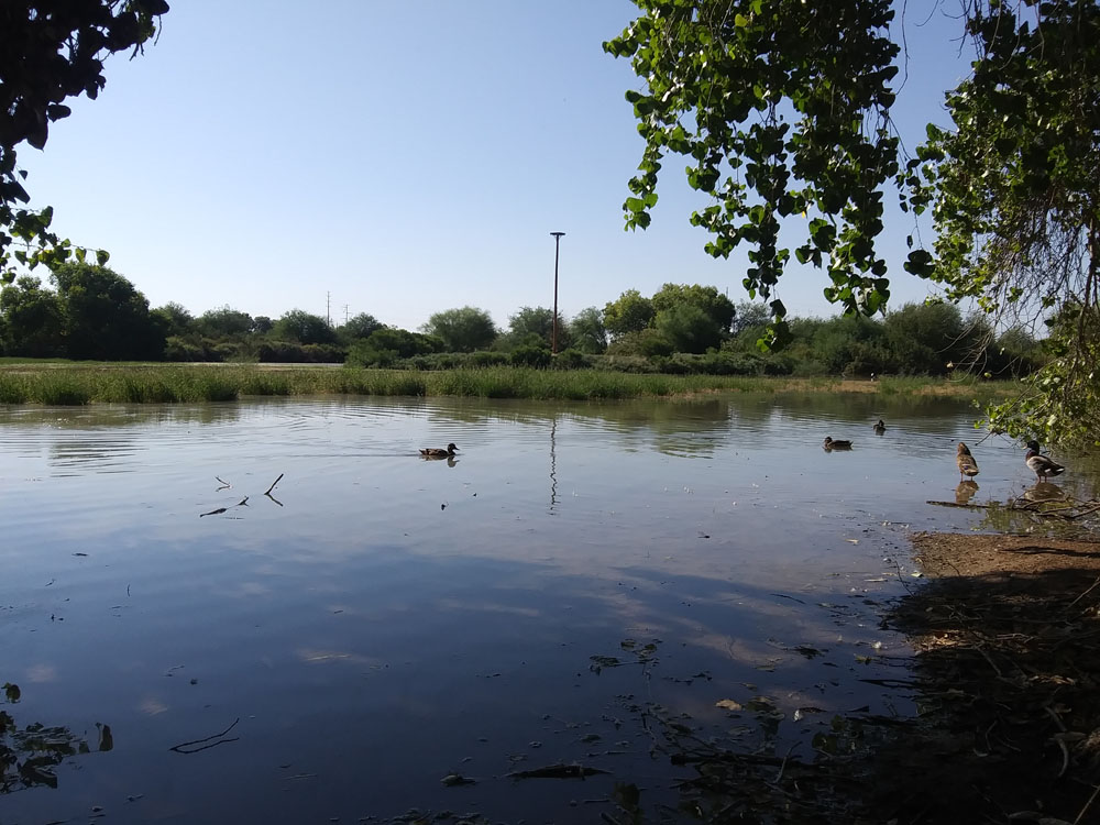 ducks on pond