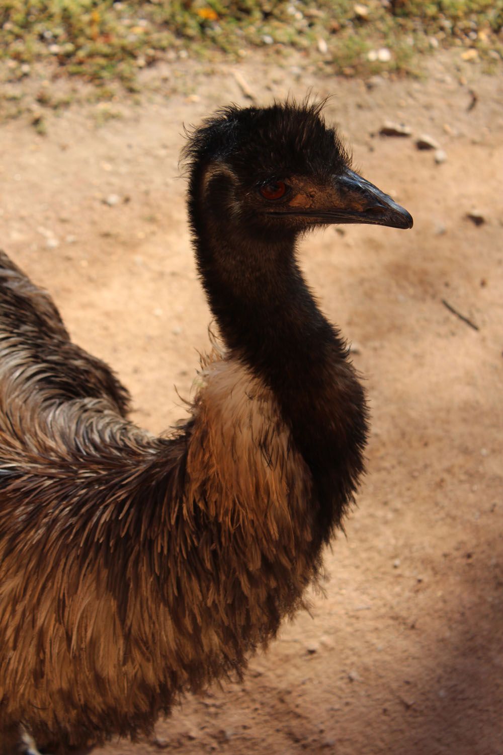 emu