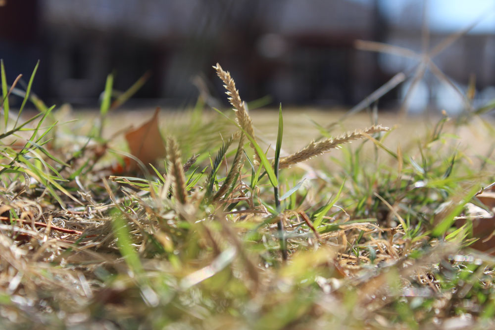 Grass in the DRHS Courtyard!